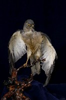 藏品(赤腹鷹)的圖片